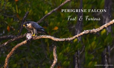 The Fast and Furious - Peregrine Falcon