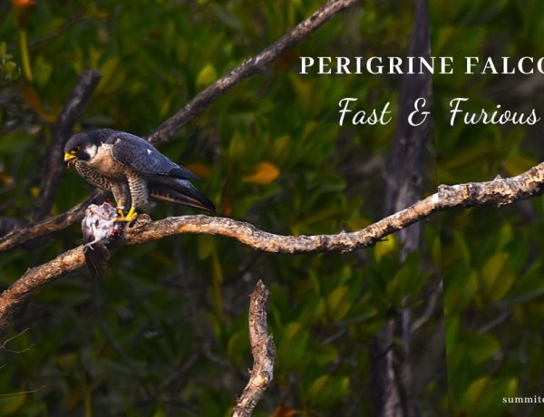 The Fast and Furious - Peregrine Falcon
