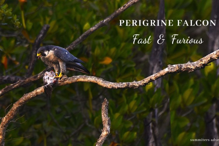 The Fast and Furious - Peregrine Falcon