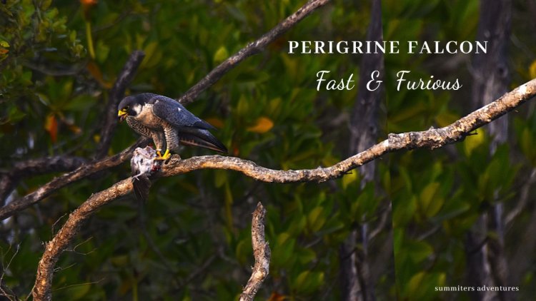 The Fast and Furious - Peregrine Falcon