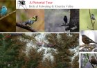 Birdwatching in Rolwaling & Khumbu Valley