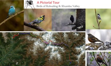 Birdwatching in Rolwaling & Khumbu Valley