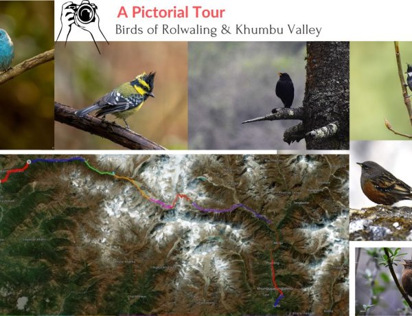 Birdwatching in Rolwaling & Khumbu Valley