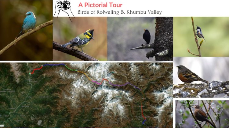 Birdwatching in Rolwaling & Khumbu Valley